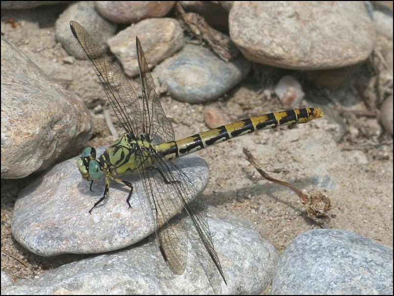 2007-07-25_Grote_tanglibel_v_-_Spaanse Pyreneeen.jpg